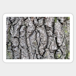 Tree bark texture, nature Sticker